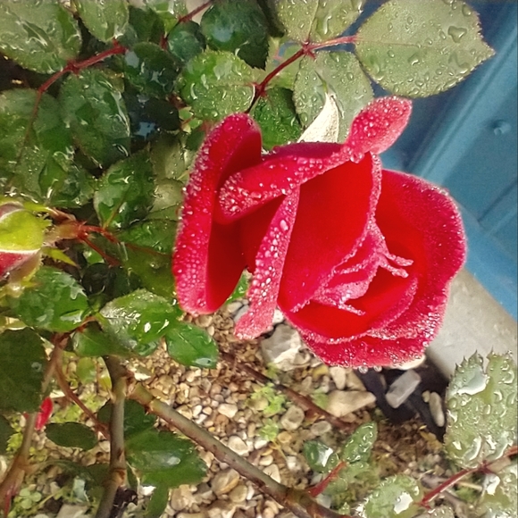 Meet your Posher, Kim - Picture 1 of 1